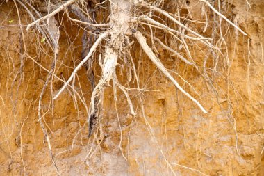 Eski toprak olmadan ağaç kökleri