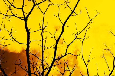 silhouet dode boom achtergrond