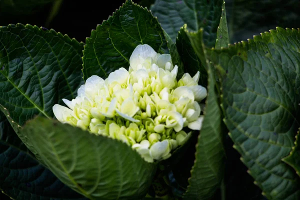 Hortensias Flores Con Hoja Verde —  Fotos de Stock