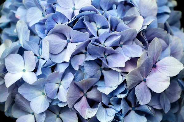 Hermosas hortensias flores azules —  Fotos de Stock