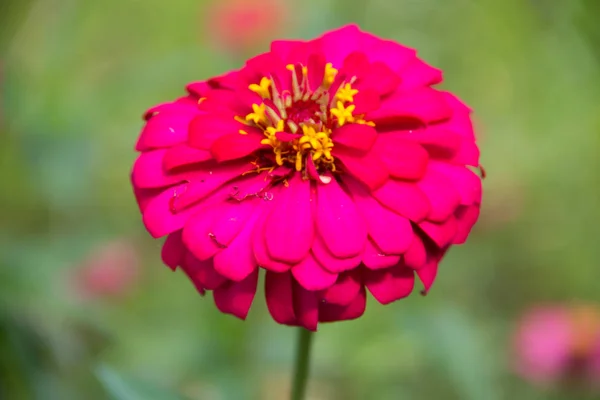 Closed up colorful zinnia flowers in the garden — Stock Photo, Image