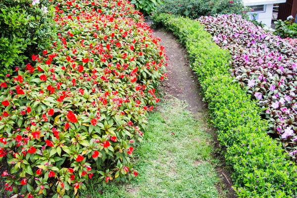 Impatiens Hawkeri Impatiens Nova Guiné Jardim — Fotografia de Stock