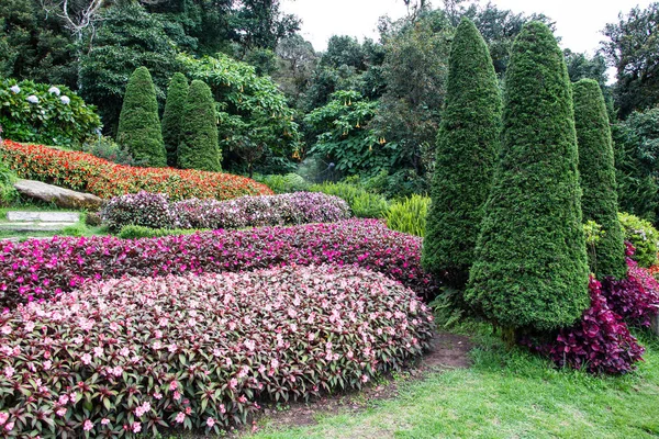 Tropická zahrada, Impatiens květiny — Stock fotografie