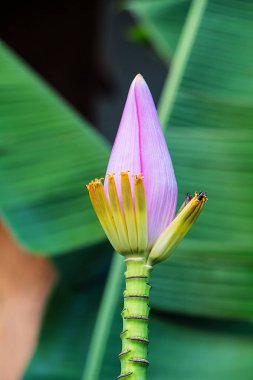 Muz ağacında pembe muz çiçeği