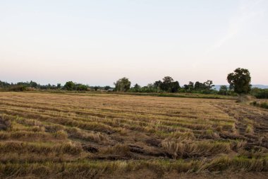 Tayland altın alan.