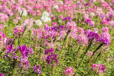 pembe ve Beyaz örümcek çiçeği (cleome hassleriana) Bahçe
