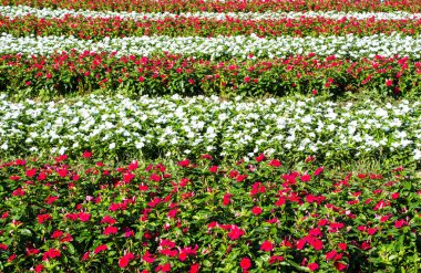 Impatiens alanları, seçici odak