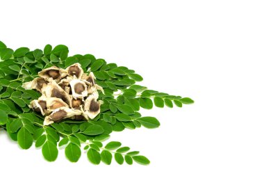 Seed Horse radish tree, Drumstick (Moringa oleifera Lam.). clipart