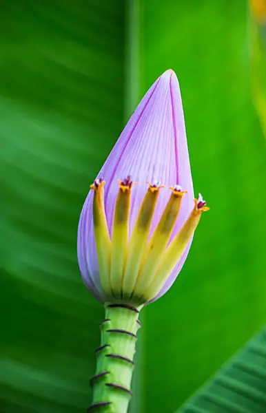 Banana flower on green leaf — Stock Photo, Image