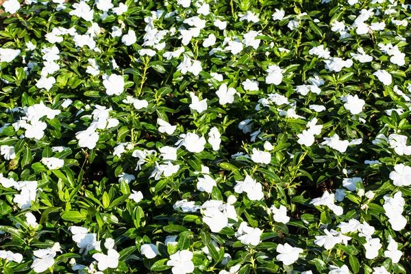 Impatiens - flower carpet background — Stock Photo, Image