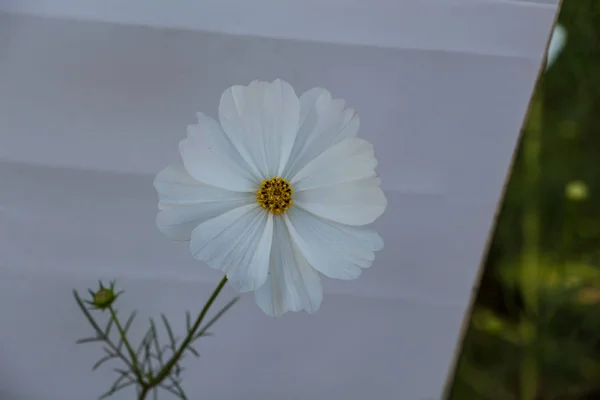 Beautiful White Flower Close — Stock Photo, Image