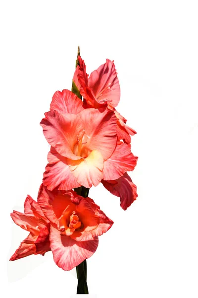 Flores Gladiolo Rosa Rojo Sobre Blanco — Foto de Stock