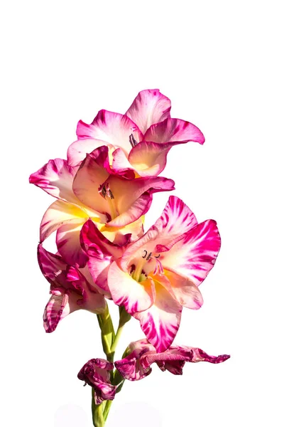 Roze Gladiolen Bloemen Witte Achtergrond — Stockfoto