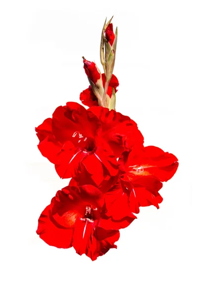 Flores Gladíolo Vermelho Sobre Fundo Branco — Fotografia de Stock