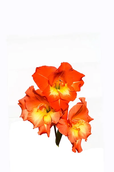 Krásné Květiny Zblízka — Stock fotografie