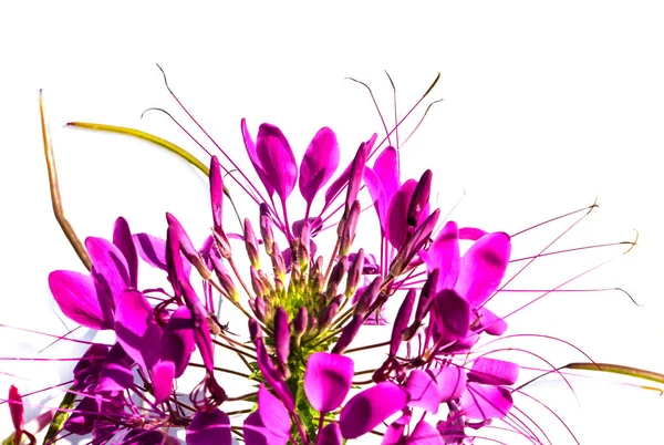 Cleome ou flor de aranha — Fotografia de Stock