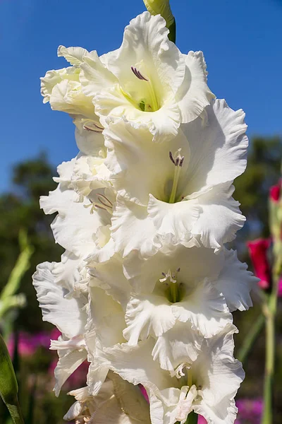 Flor branca Gladiolus de perto — Fotografia de Stock