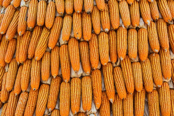 Rangée fond de maïs séché — Photo