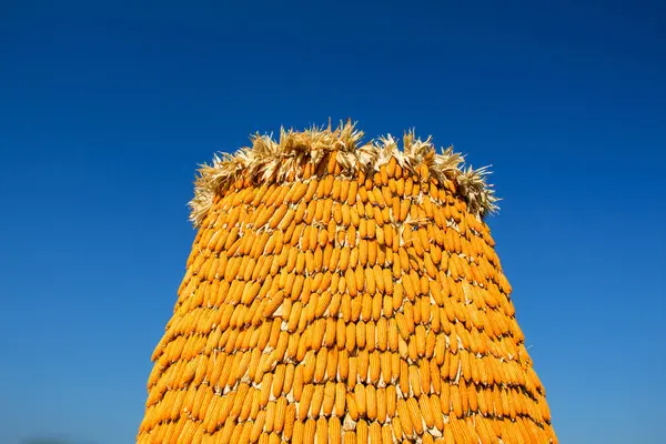 Kék Száraz Kukorica Közelről — Stock Fotó