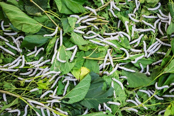 Gros plan Ver à soie mangeant des feuilles de mûrier vert — Photo