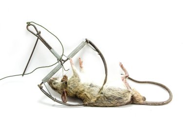 beyaz bir arka plan üzerinde izole fare kapanı