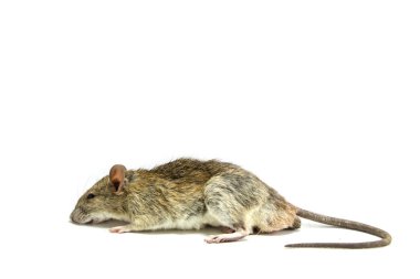 Fare. Izole. çizgili alan faresi