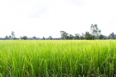 Sonbahar pirinç alan tarım kavramı 