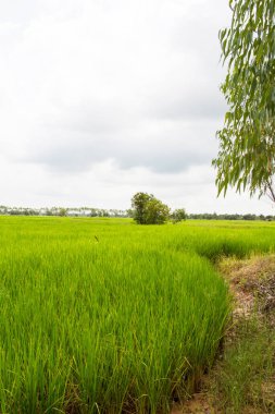 Sonbahar pirinç alan tarım kavramı 