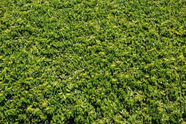 Yeşil duvar arka plan dokusu bırakır