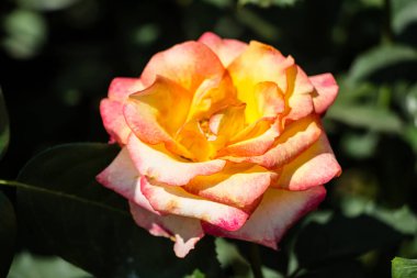 Güzel turuncu gül yakın çekim