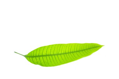 yaprak yeşil, yakın çekim