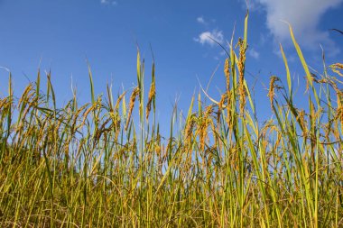 Sonbahar pirinç alan tarım kavramı 