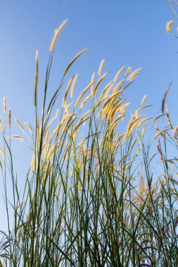 Mavi gökyüzü bozkırda