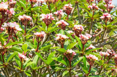 Leelawadee çiçek yakın çekim 
