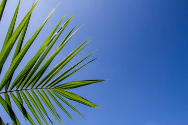 palmiye yaprak ışık