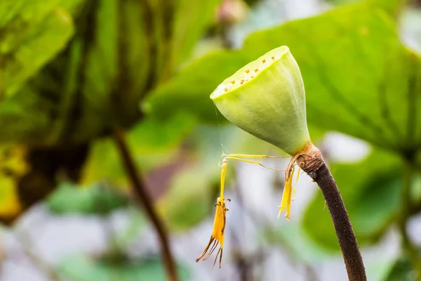 Lotos pod materiału siewnego na rozmycie tła liść lotosu — Zdjęcie stockowe
