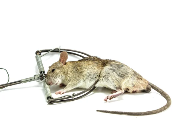 Rat gevangen witte achtergrond — Stockfoto