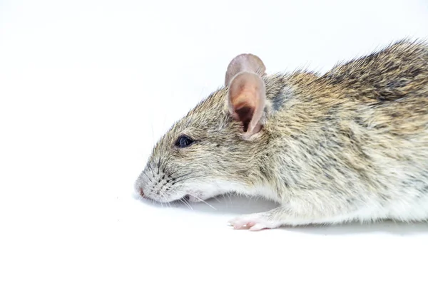 Dode muis is geïsoleerd op een witte achtergrond — Stockfoto