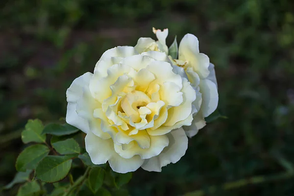 Białe Róże Ostrość Selektywna — Zdjęcie stockowe