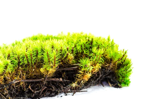 Moss Izolat Fundal Alb — Fotografie, imagine de stoc