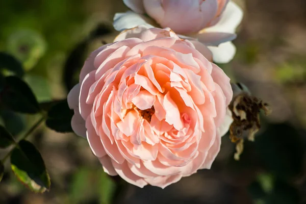 Rosa rosa con hojas —  Fotos de Stock
