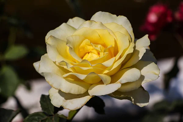 Hermosa Flor Primer Plano —  Fotos de Stock