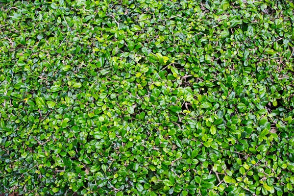 Pattern Carmona Retusa Vahl Masam Plant Background — Stock Photo, Image