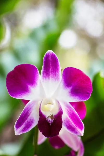 蘭の花のマクロ写真 — ストック写真