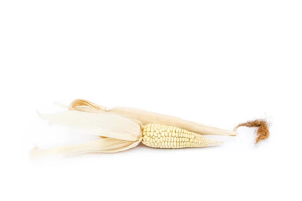 Kolba Kukurydzy Białym — Zdjęcie stockowe