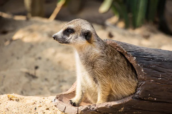 Suricata Suricatta Djur Utomhus Trädstam — Stockfoto