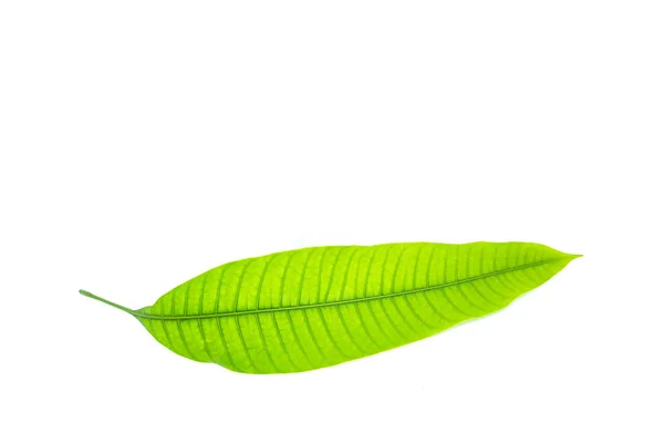 Green Leaf Close — Stock Photo, Image