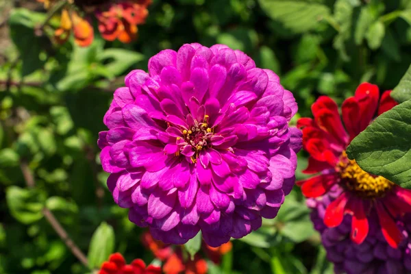 Primer Plano Flor Zinnia Enfoque Selectivo —  Fotos de Stock