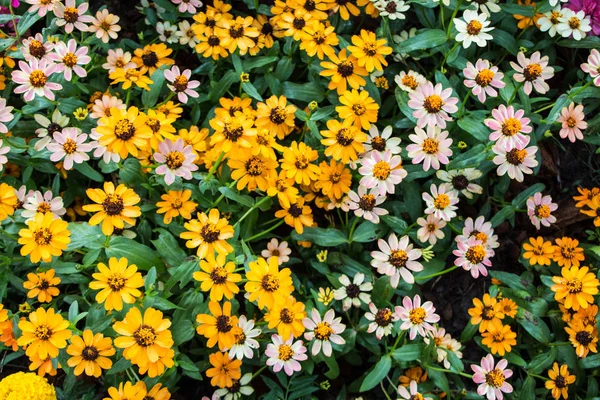 Schmalblättrige Zinnie oder klassische Zinnia-Blüten, Hintergrund. — Stockfoto