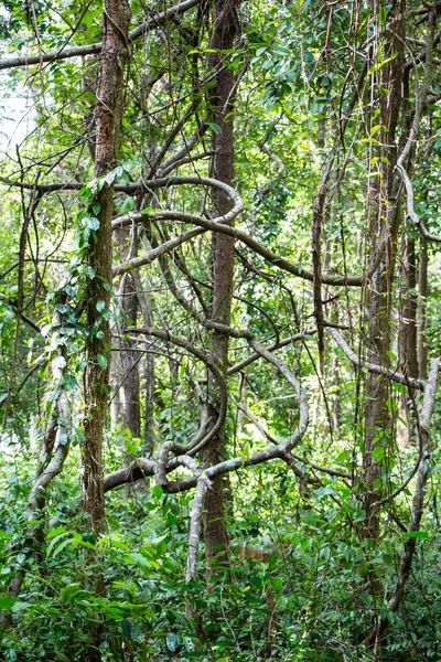 덩굴의 열대우림을 통해 와인딩 — 스톡 사진